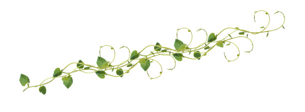 vitis