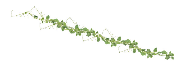 vitis
