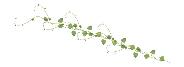 vitis