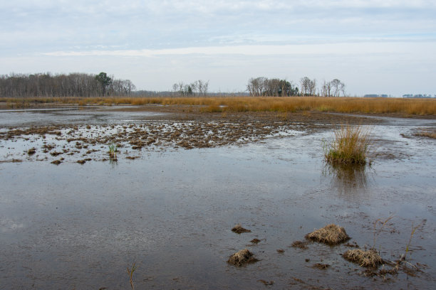 marsh