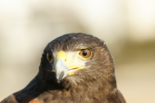 falcon