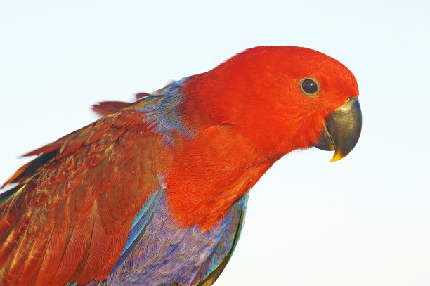 eclectus
