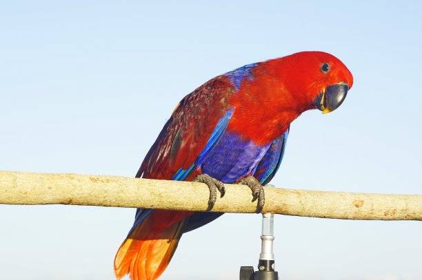 eclectus