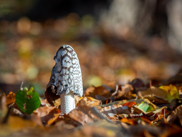 coprinus