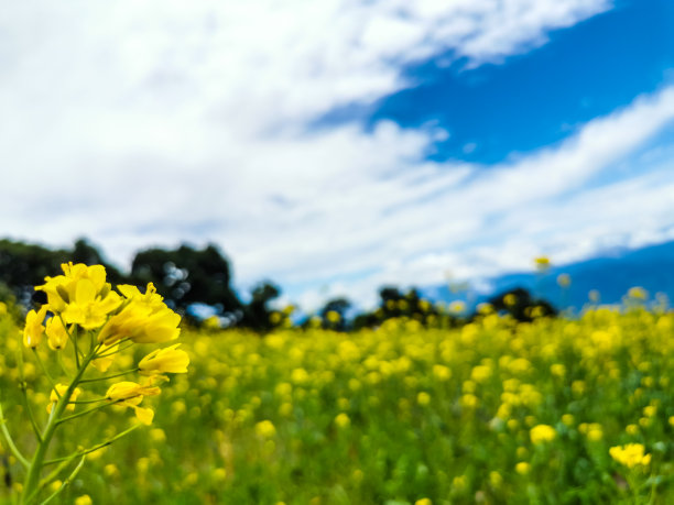 皖南油菜花风光