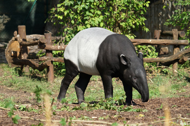 tapir