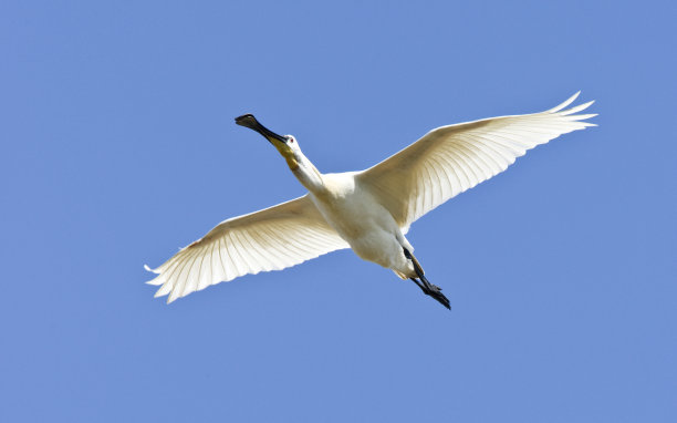 spoonbill