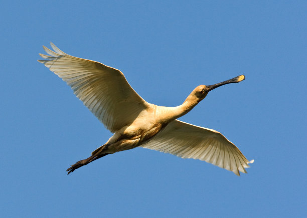 spoonbill