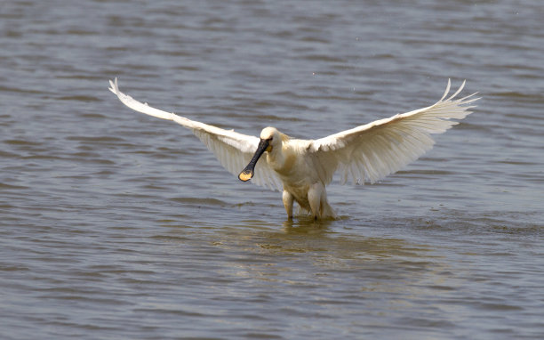 spoonbill