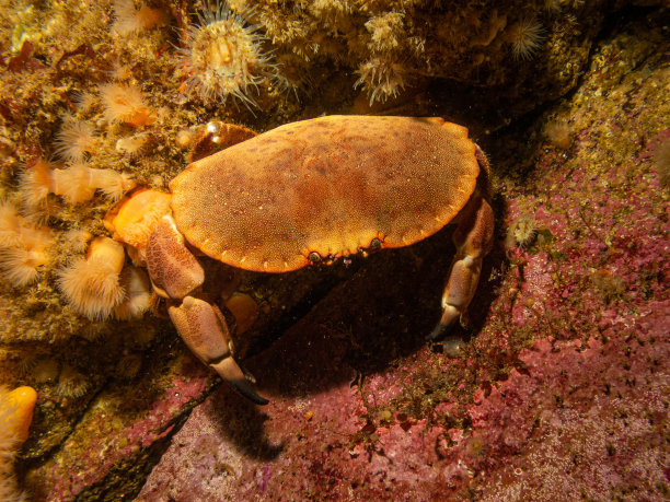 crustacean