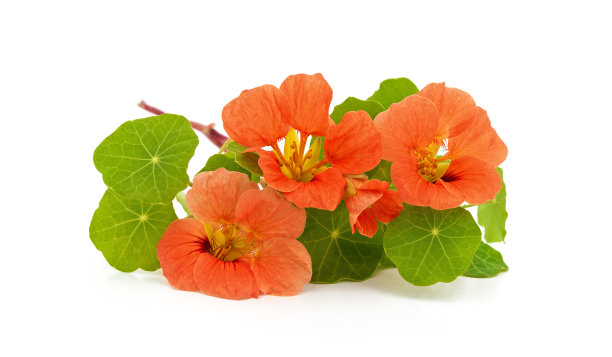 nasturtium