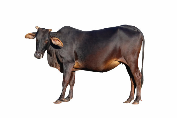 bull