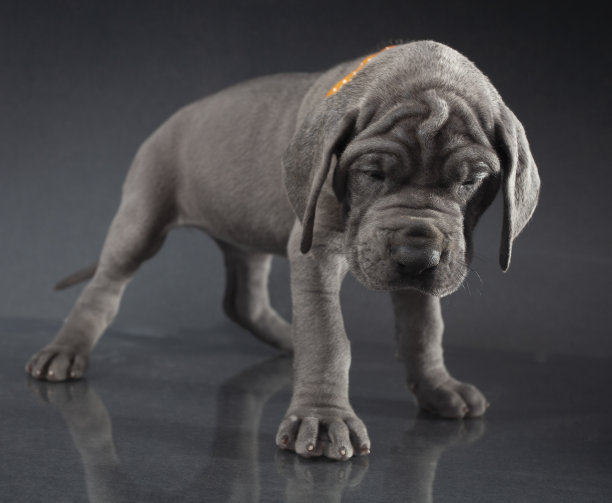 pedigree