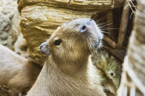 capybara