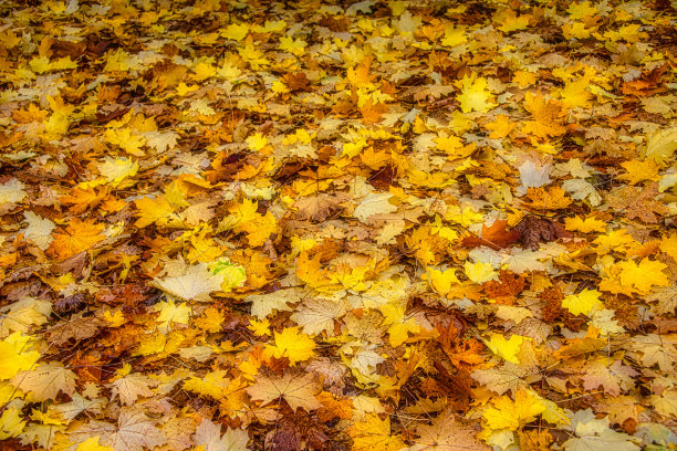 多彩秋季枫叶无缝图案