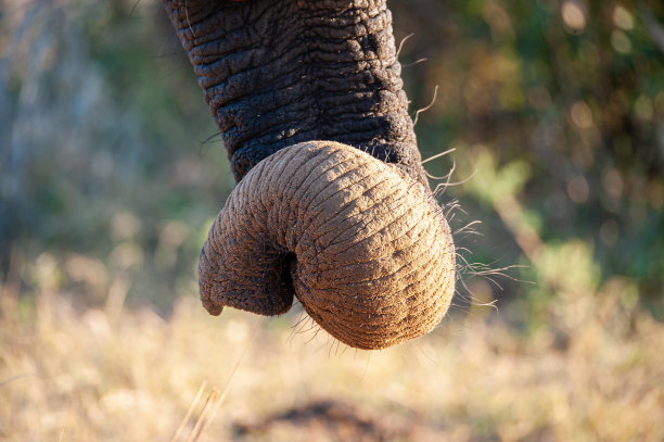pachyderm