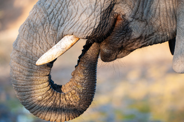 pachyderm