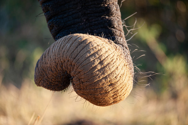 pachyderm