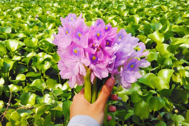 hyacinth