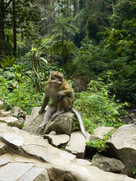 monkey-nut