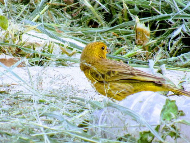 canary