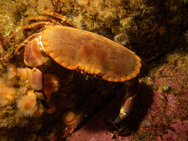 crustacean