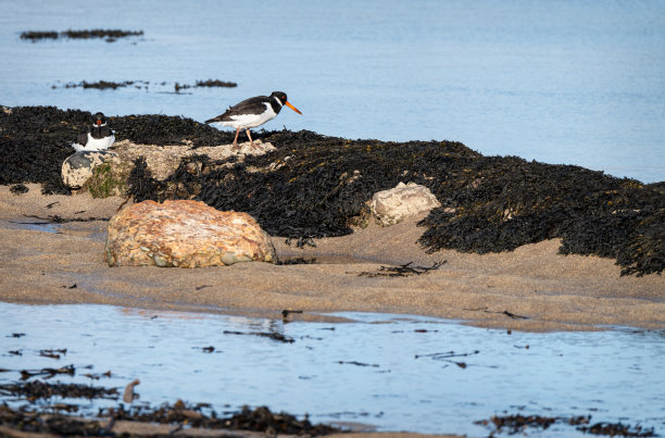 haematopus