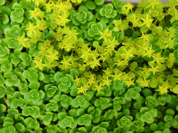 sedum