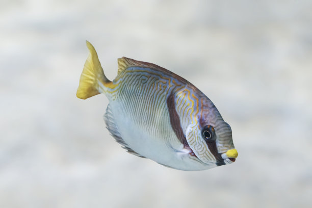 rabbitfish