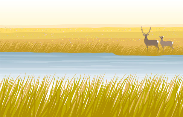 wetland