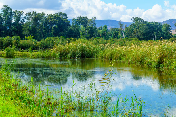 wetland