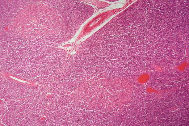 thymus