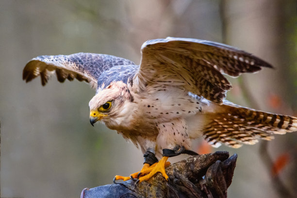falcon