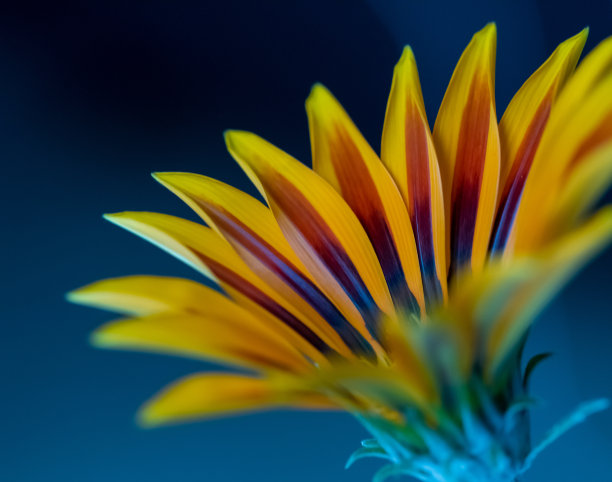 橙红色花朵条纹背景图案