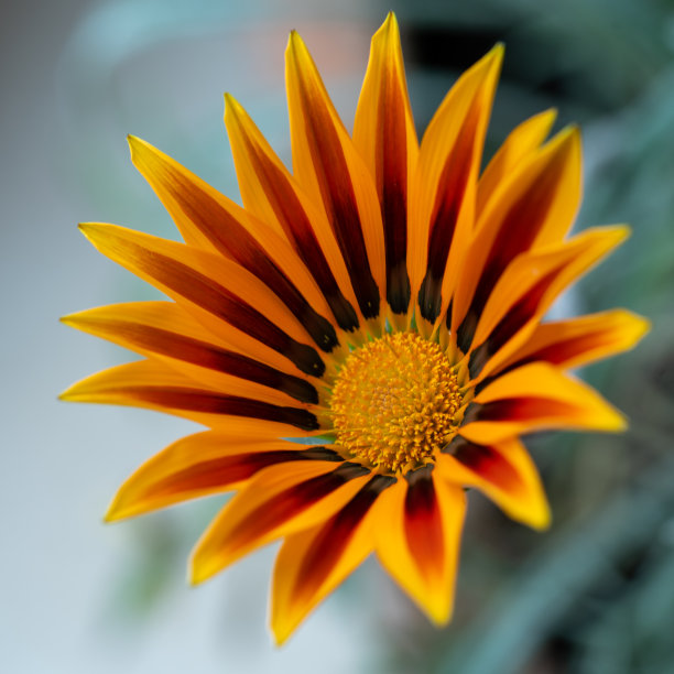 橙红色花朵条纹背景图案