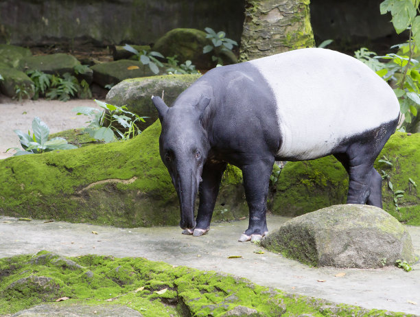 tapir