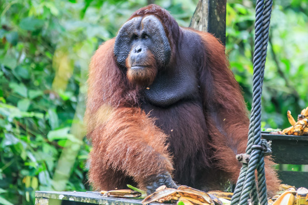 pongo