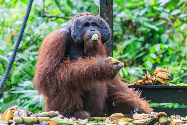 pongo