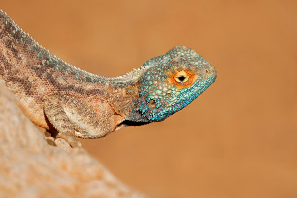 agama