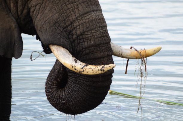 ivory