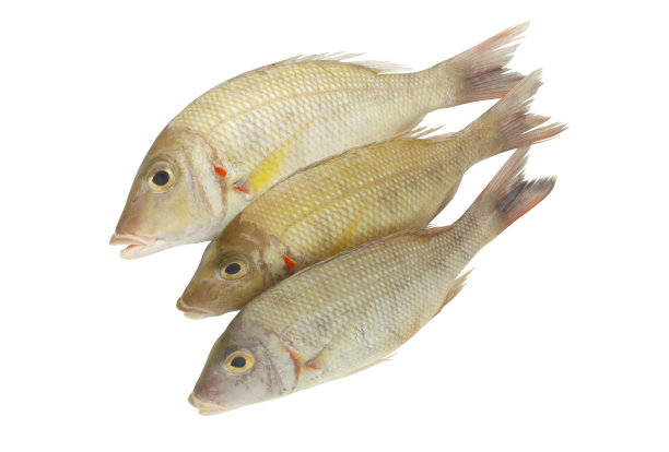snapper