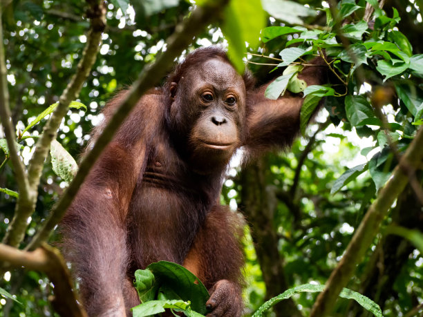 pongo