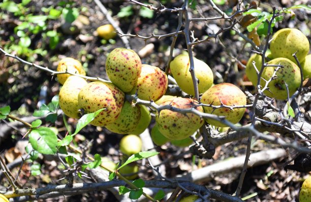 chaenomeles