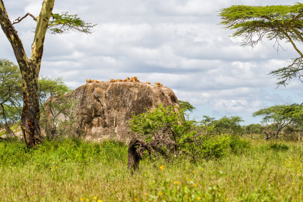 serengeti