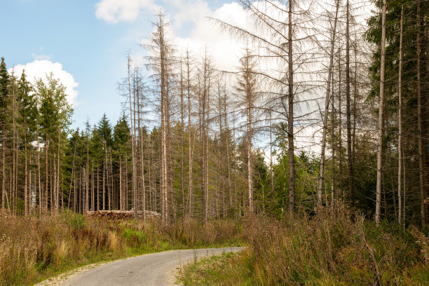 rhön