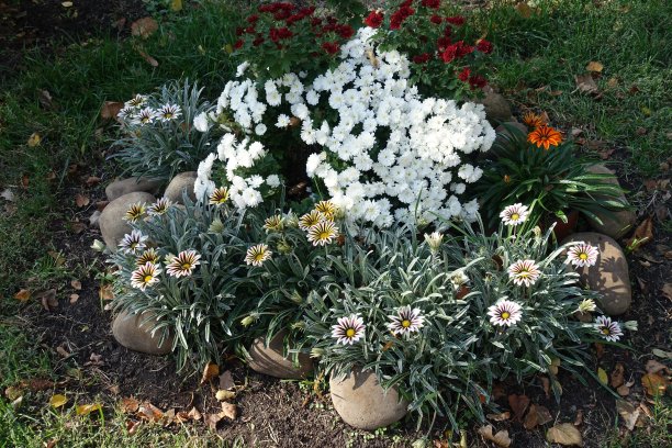 gazania