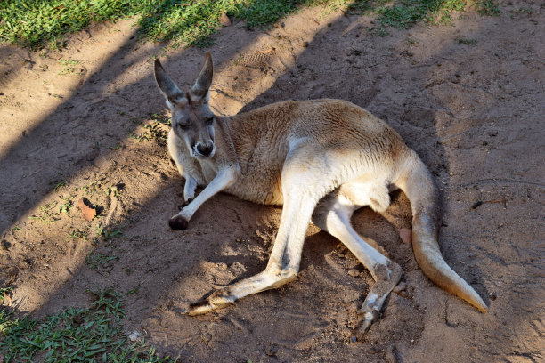 wallaroo