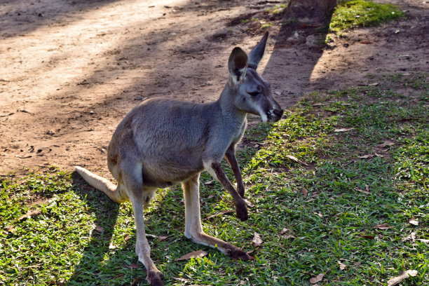 wallaroo