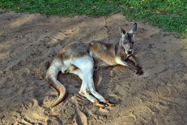wallaroo