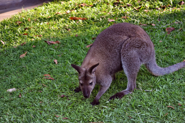 wallaroo